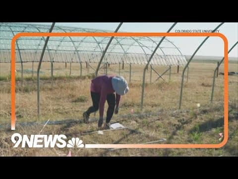 CSU scientists mimic drought conditions to study impacts