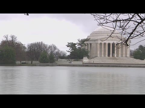 Cherry Blossoms enter Stage 2