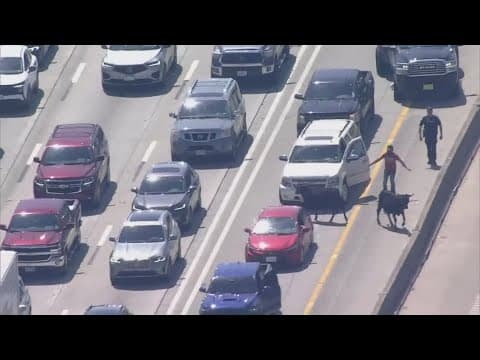 Cattle run wild after getting loose on I-45 in Houston area, officials say