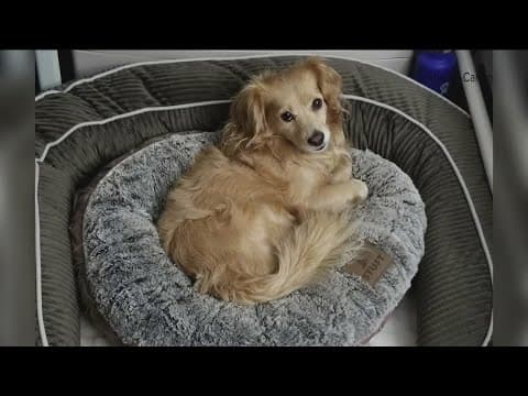 Scammers targeting people looking for their lost pets