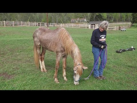 Annual fundraiser supports Horse Haven of Tennessee