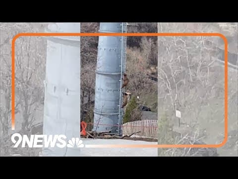 RAW: Bear cubs climb gondola tower at Colorado resort