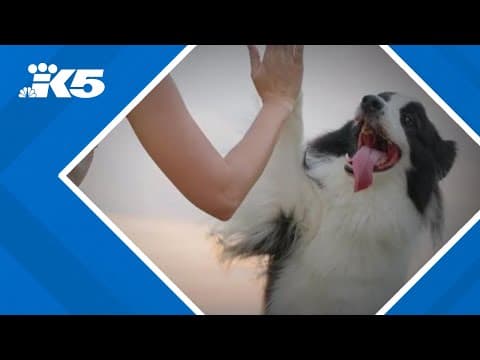 Biotech company proposes pill to extend your dog's life