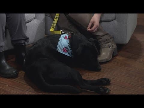 Pet of the Week: Manny