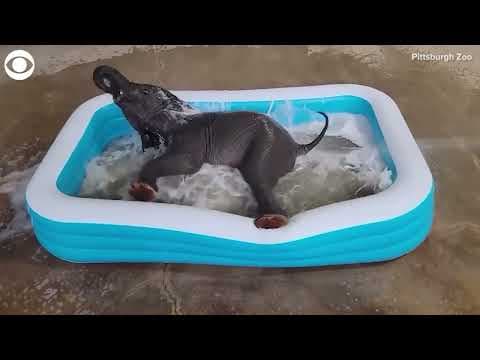 Baby elephant splashes around during bath at conservation center
