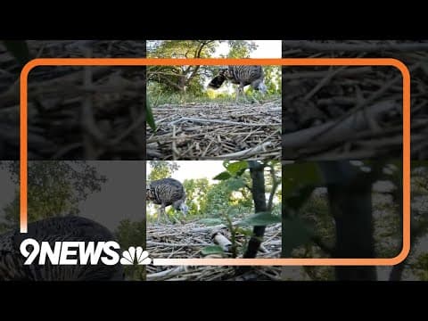 This lady turkey is the star of a Denver neighborhood