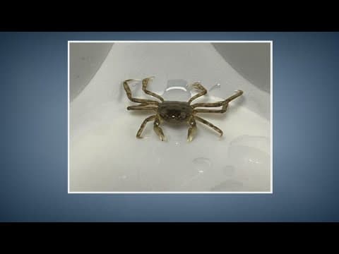 New York tracking invasive mitten crabs