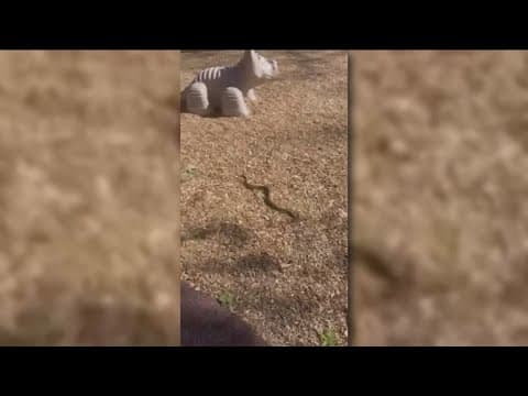 Rattlesnake caught at children's playground in Santee
