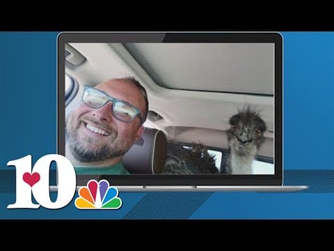 Escaped emu starts chase with Harriman Police, home safe
