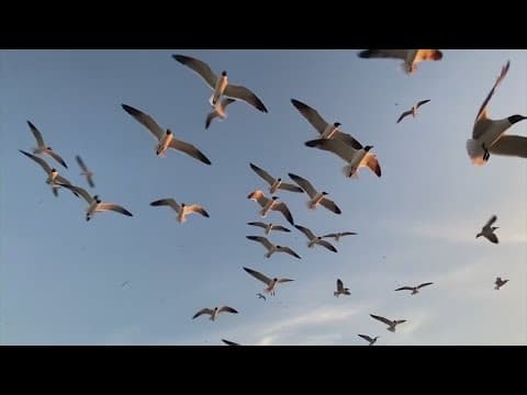 Monday begins peak migration period for birds in North America