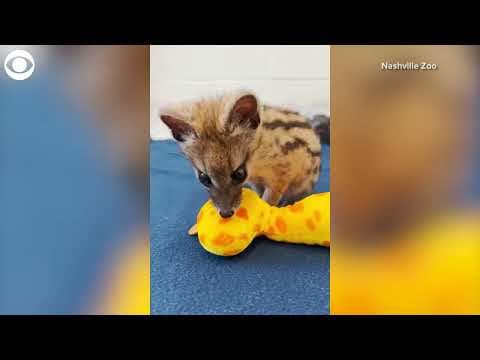 Baby fanaloka plays with toy giraffe at Nashville Zoo