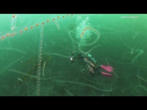 Look at this bloom of jellyfish-like sea creatures in San Diego