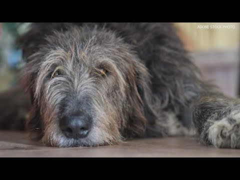 New drug could help big dogs live longer