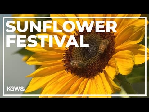 5th annual Sunflower Festival in Brush Prairie