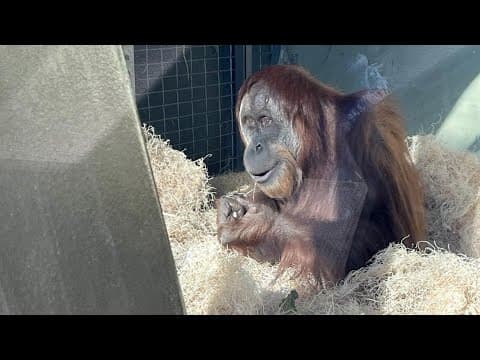 Indianapolis Zoo discusses new baby orangutan