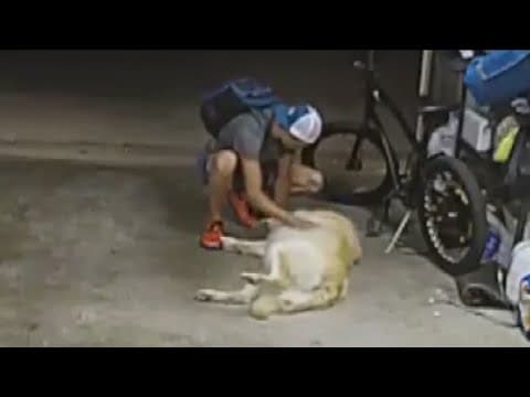Golden Retriever distracts Pacific Beach bike thief