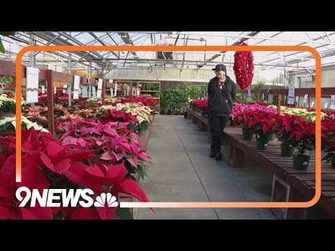 Tips to take poinsettias past the holidays