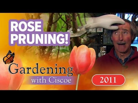 Do’s and Don’ts of rose pruning | Gardening With Ciscoe | Full Episode