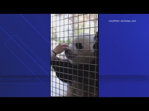 What noise does a panda make?