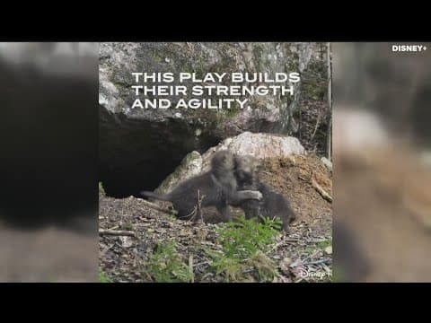 'Wonder of the Wolves' offers in-depth look at northern Minnesota pack