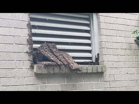 Want to see what it takes to remove around 48K bees from a garage?