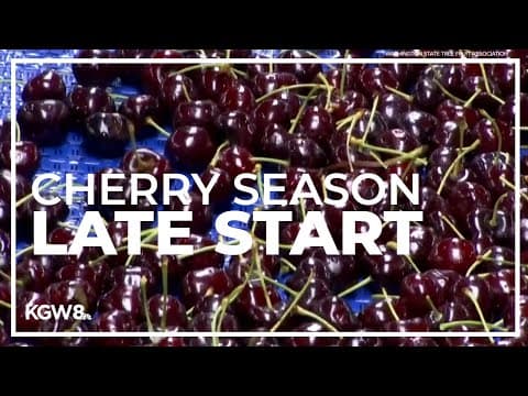 Cherry season starting later this year, but Northwest farmers are optimistic