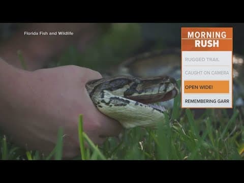 Florida scientists say pythons may be even more dangerous than expected