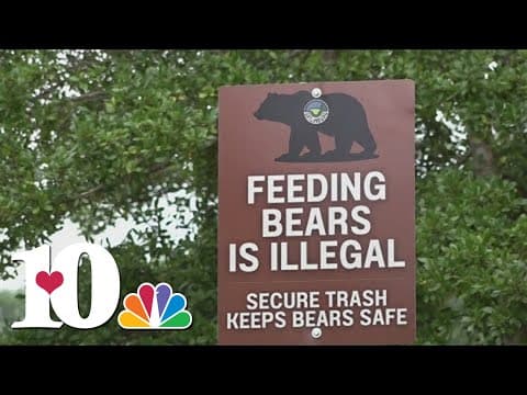 TWRA: 6 cases of human-bear contact so far in 2024, an increase from 2 cases over as many years