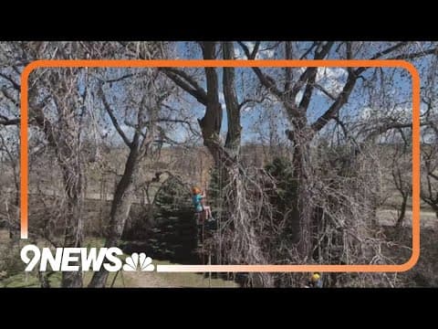 Tree climbing company hopes to take people's perspectives to new heights