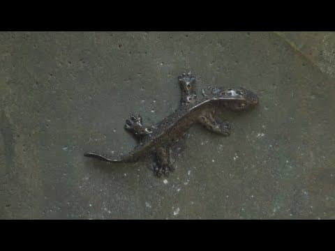 Newt statues installed in downtown Knoxville