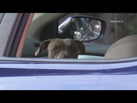 Stolen car recovered in Chula Vista with two pit bulls inside