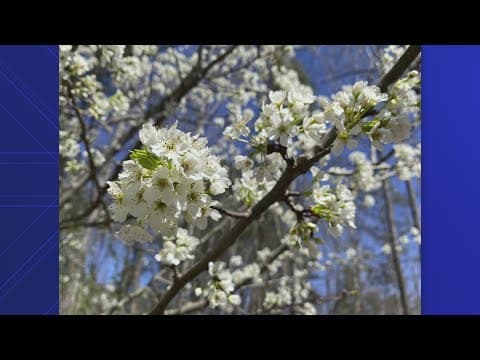 Virginia launches Callery pear exchange