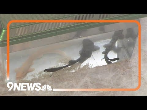 Sunrise Safari: Whitespotted bamboo shark