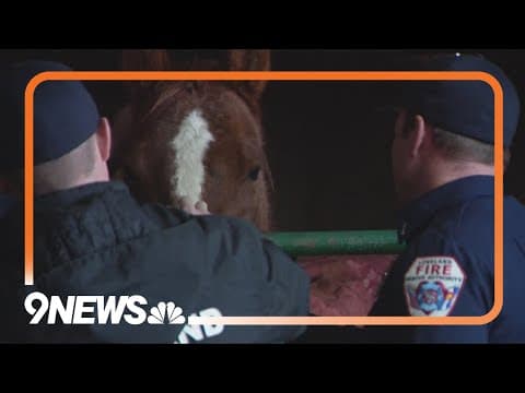 Loveland Fire Rescue Authority saves horse from frozen pond