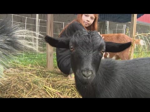 Goats helping students learn about gardening