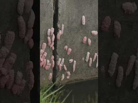 Invasive apple snails are back, experts say stay away