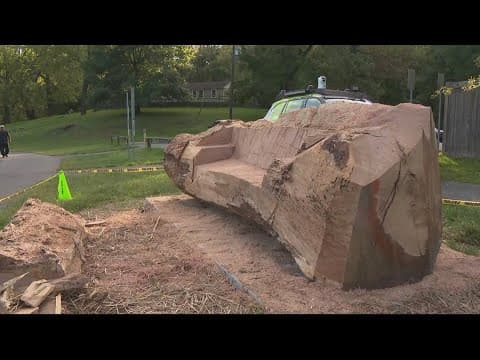 'Carving Colin' transforming ancient Linden Oak into community bench