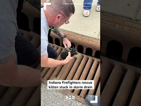 Indiana firefighters rescue kitten stuck in storm drain