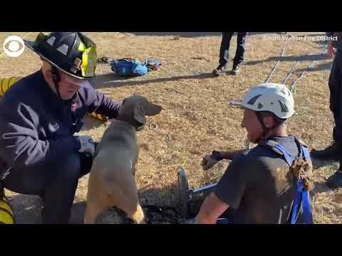 Rescue crew saves dog from 15 foot hole in Florida