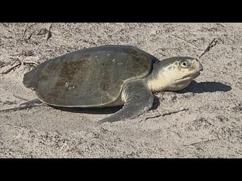 Wildlife experts urge public to help protect sea turtles as spawning begins