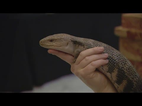 Denver Zoo sloth Wookiee takes a trip to Colorado Capitol