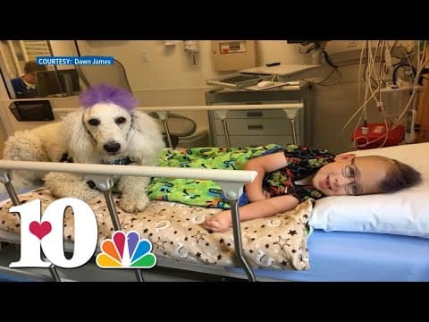 Poodle with mohawk helps boy with rarest form of spina bifida (2018)