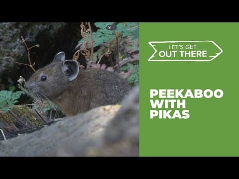 Playing hide-and-seek with Oregon's potato-sized pikas