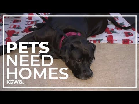 Oregon Humane Society animals in need of homes for the holidays