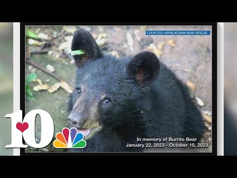 Second bear dies of infection at rescue