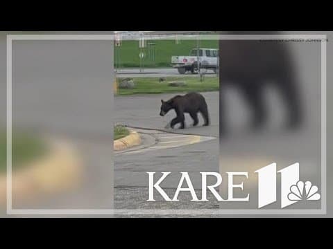 Bear spotted darting across Denny's parking lot in Rogers, Minnesota