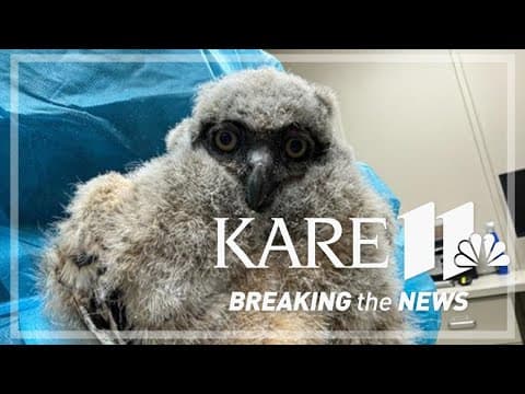 Raptor Center is raising money to help feed an influx of  baby owls