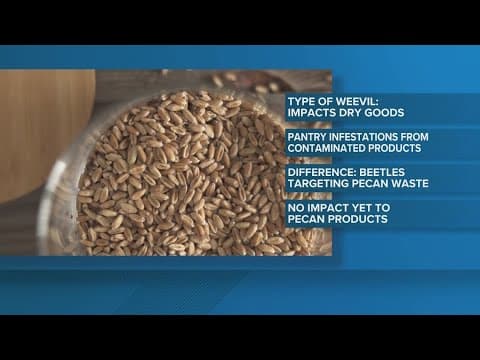 Crews in West Texas bulldozing piles of pecan shells to crack down on beetle infestation