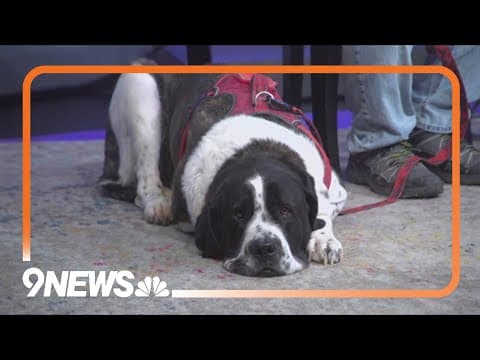 Everest is a Saint Bernard who loves to cuddle with cats