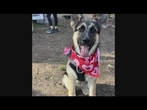 March Meowness Elite 8 is announced!